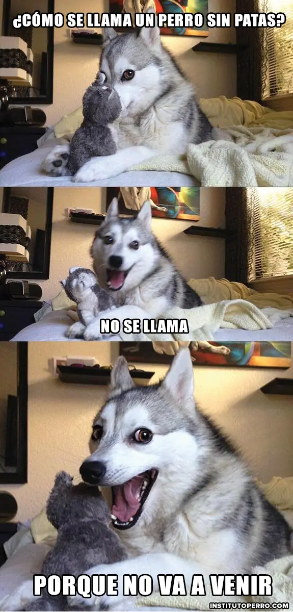 husky