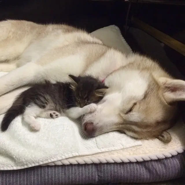 Husky adoptó gatita que iba a morir y ahora se cree perro