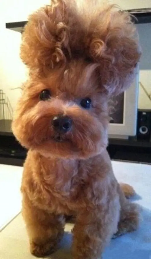 humor con animales