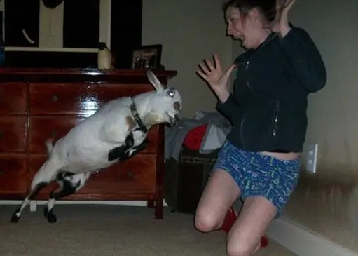 Animales