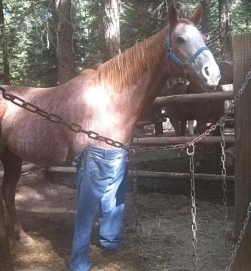 humor con animales humor con animales