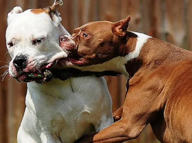 Los Pitbull son peligrosos Los Pitbull son peligrosos