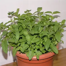 PLANTAS MEDICINALES PLANTAS MEDICINALES