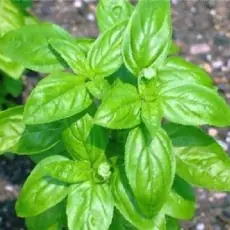 como cultivar como cultivar