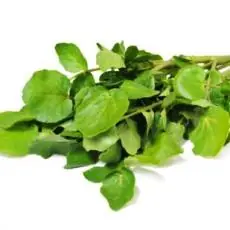¿Cómo cultivar plantas medicinales? ¿Cómo cultivar plantas medicinales?