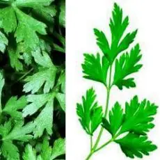 ¿Cómo cultivar plantas medicinales? ¿Cómo cultivar plantas medicinales?