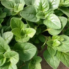 aprende a cultivar aprende a cultivar