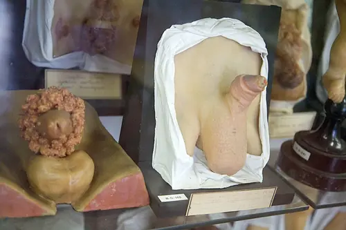 anatomia