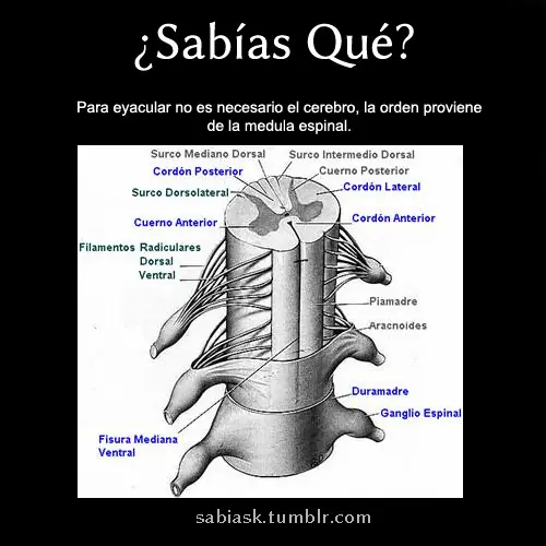 curiosidades