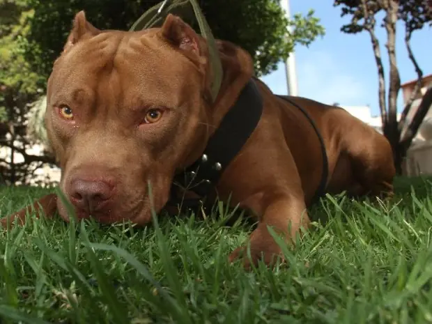 raza de perros