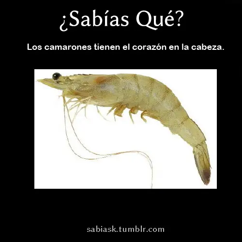 curiosidades