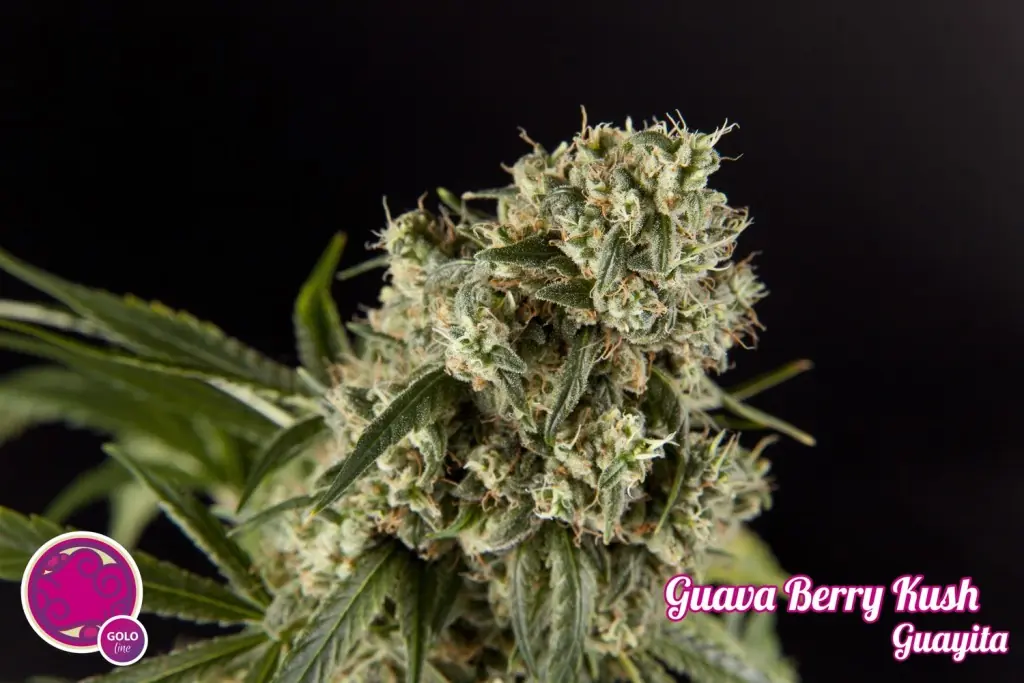 marihuana