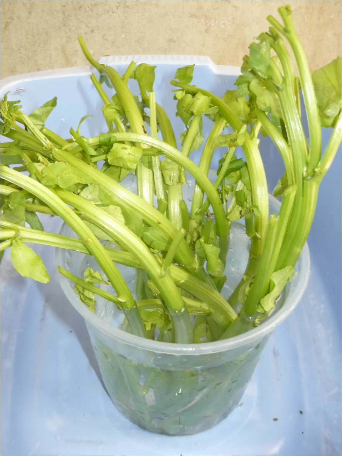 como cultivar como cultivar