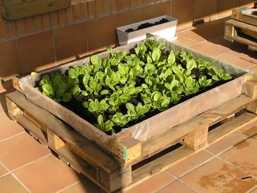 aprende a cultivar aprende a cultivar