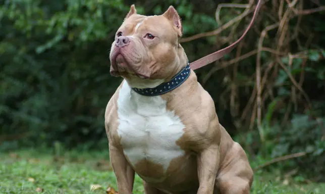 Los Pitbull son peligrosos