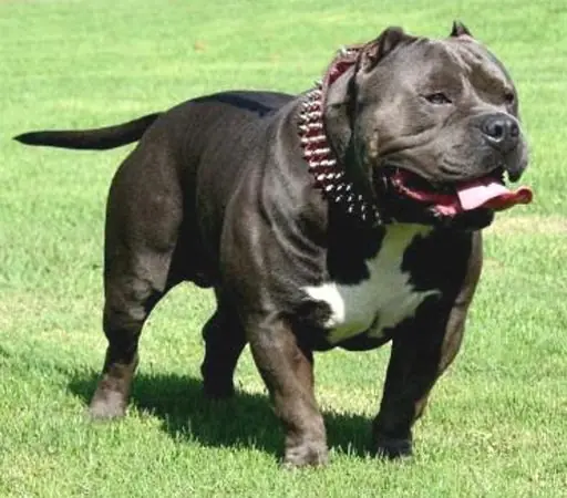 pitbull perros