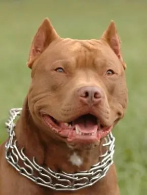 raza de perros