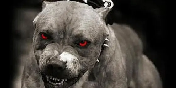 pitbull