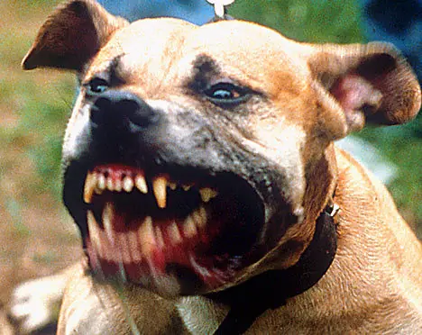 pitbull perros