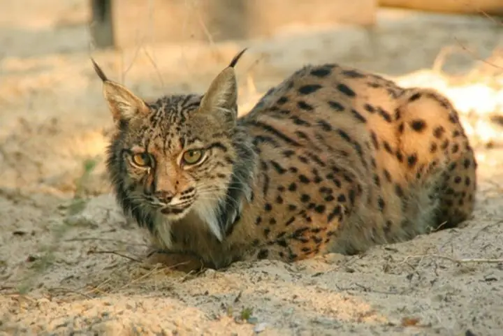 Lince Iberico