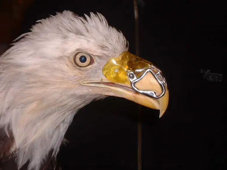 halcon