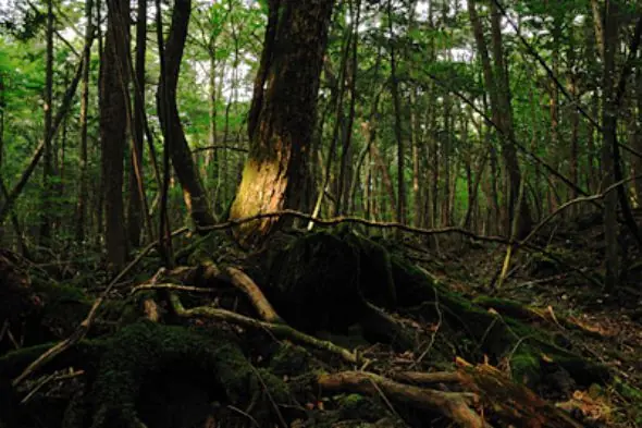 bosques bosques