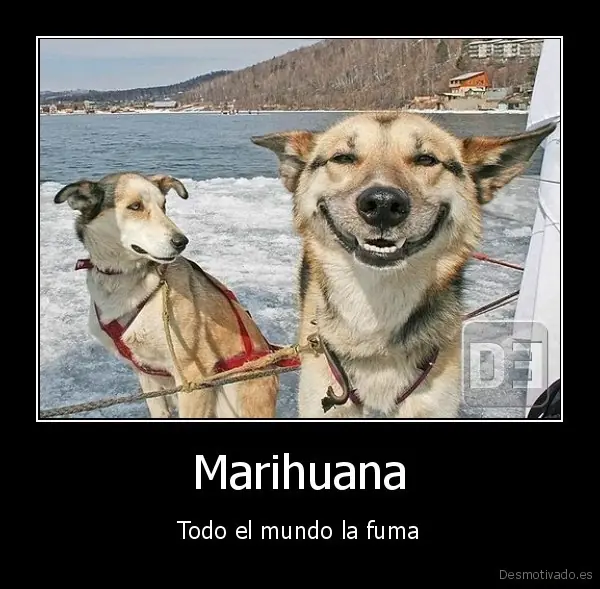 marihuana
