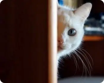 Te gusten o no los Gatos,Pasate Campeón te vas A quedar DURO