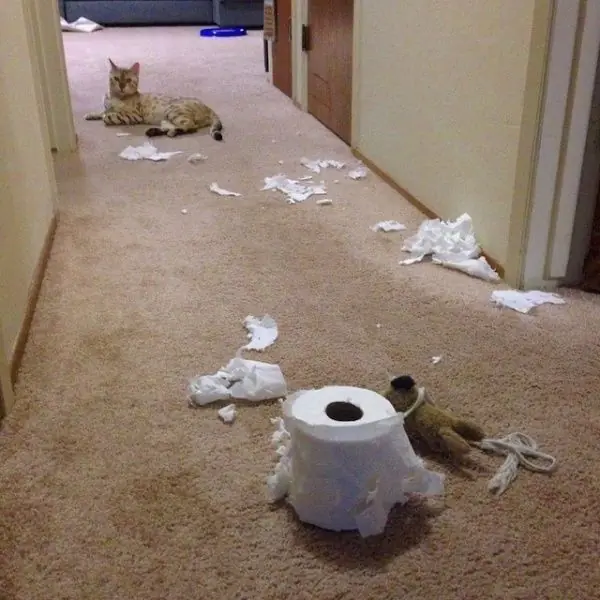 perros