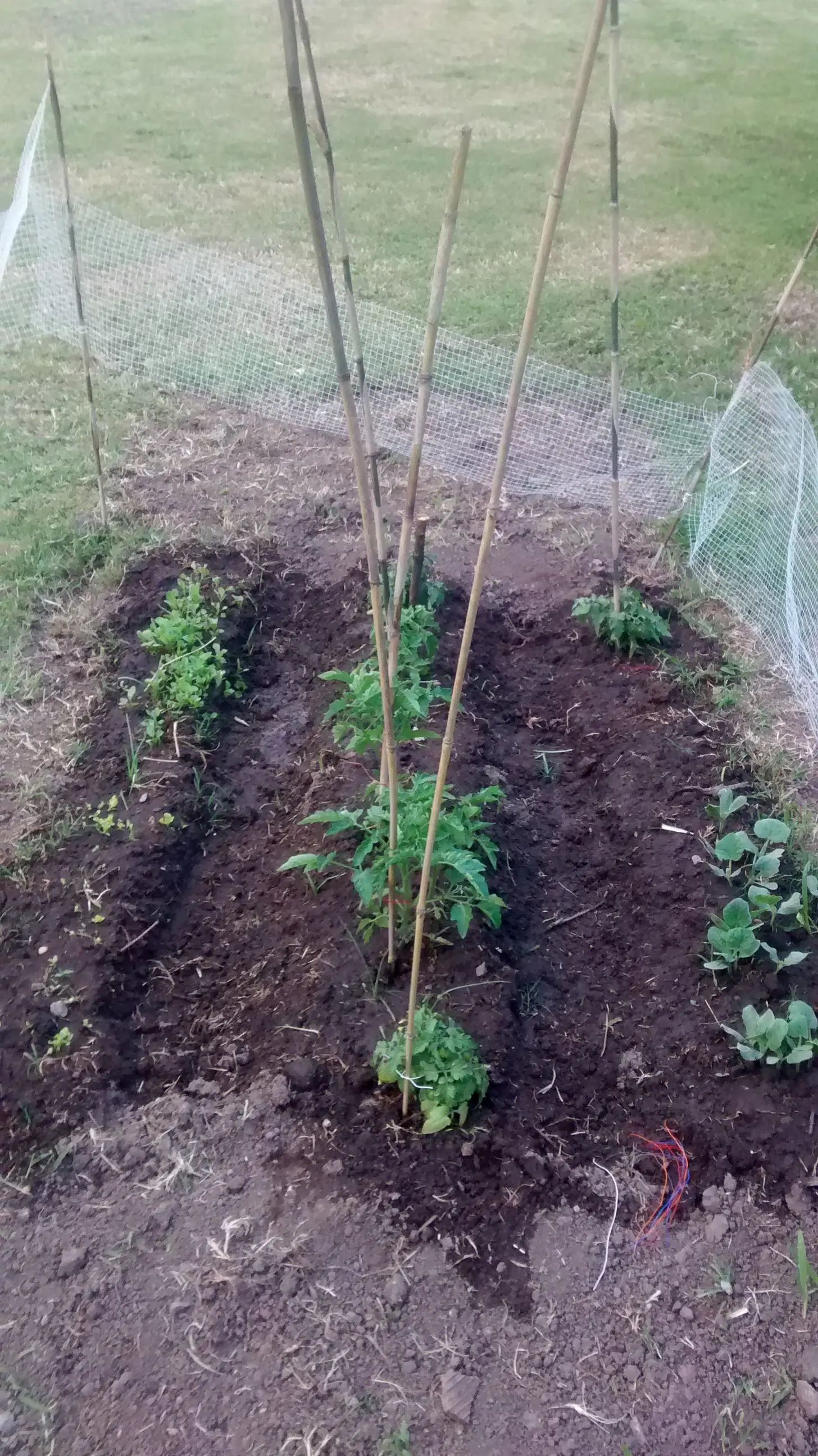 tomate