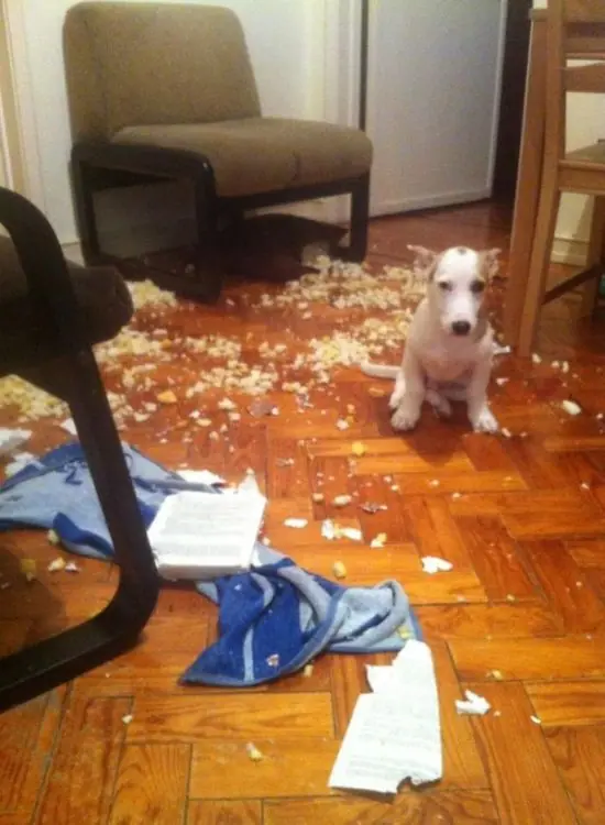 perros