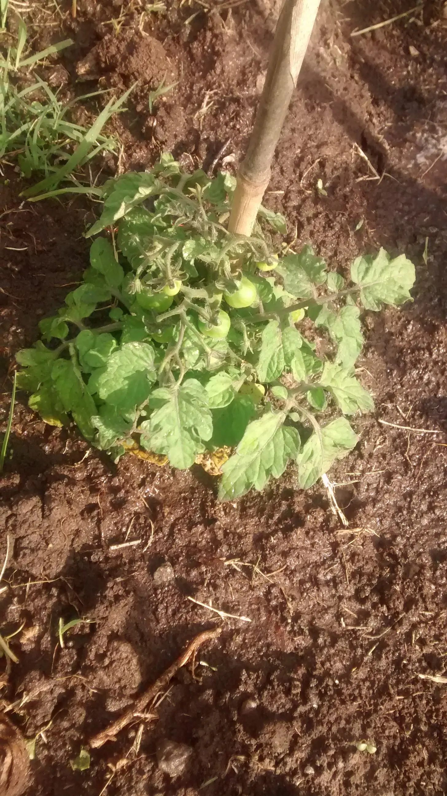 huerta