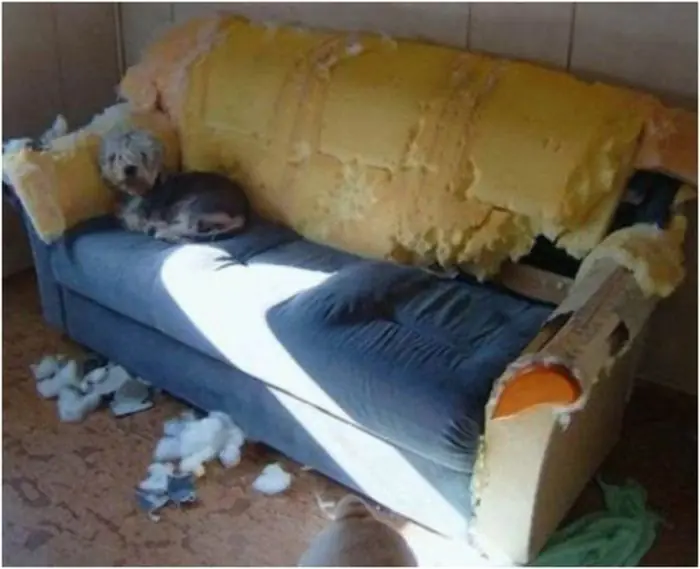 perros