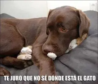 grafico grafico