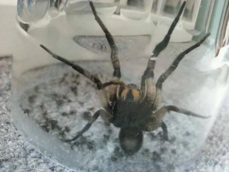 aranas aranas