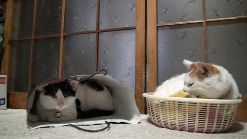 gatos