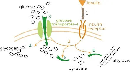 insulina