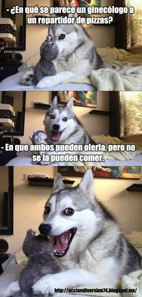 Reite De Los Chistes Del Perro (Meme Del Perro)