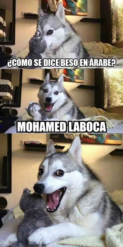 perro