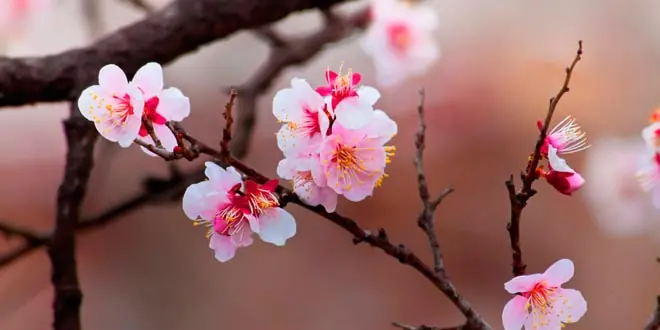 Cerezo