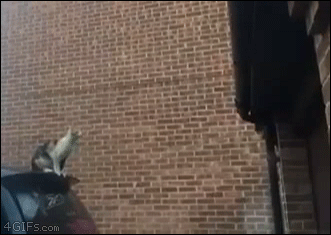 Gifs