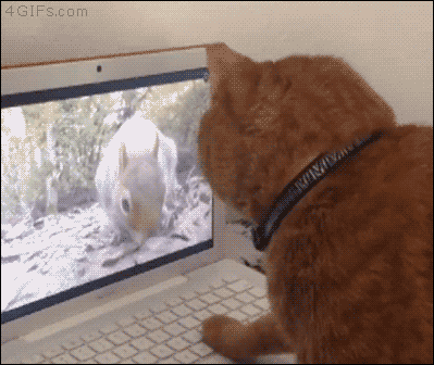 Gifs