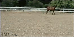 Gifs