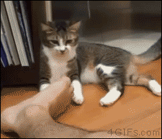 Gifs