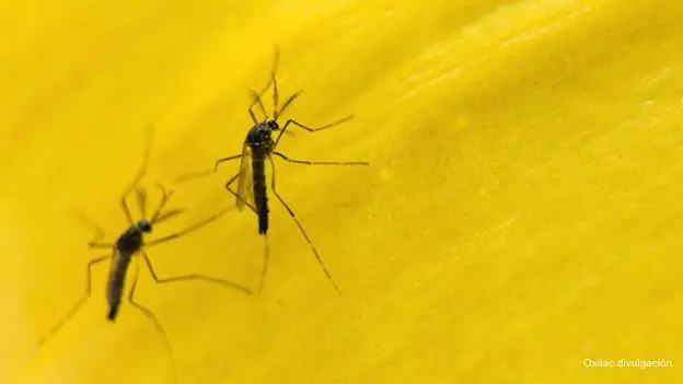 Dengue
