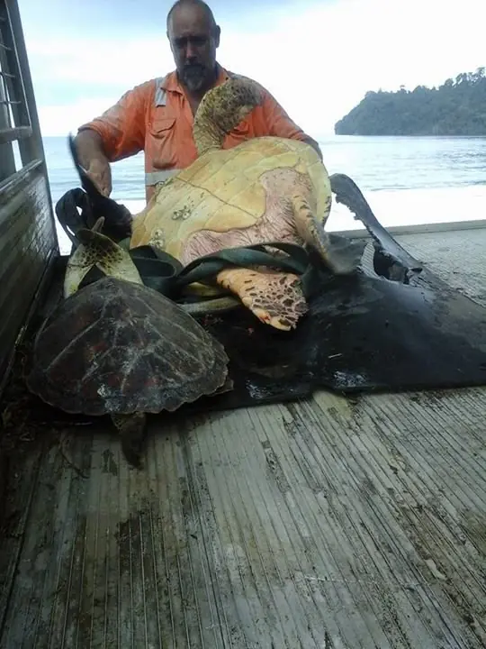 tortugas