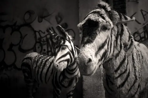 Donkey Show