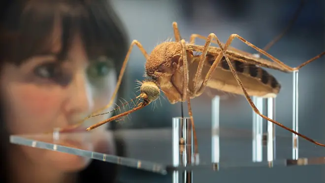 Mosquitos: Curiosidades de uno de los animales que más... Mosquitos: Curiosidades de uno de los animales que más...