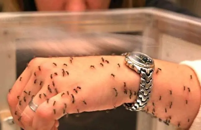 mosquito mosquito