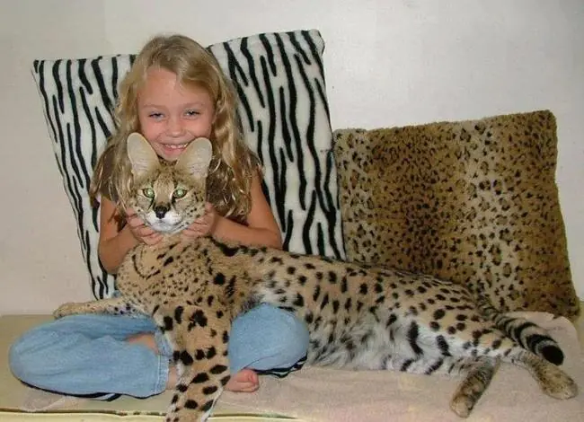Animales híbridos
